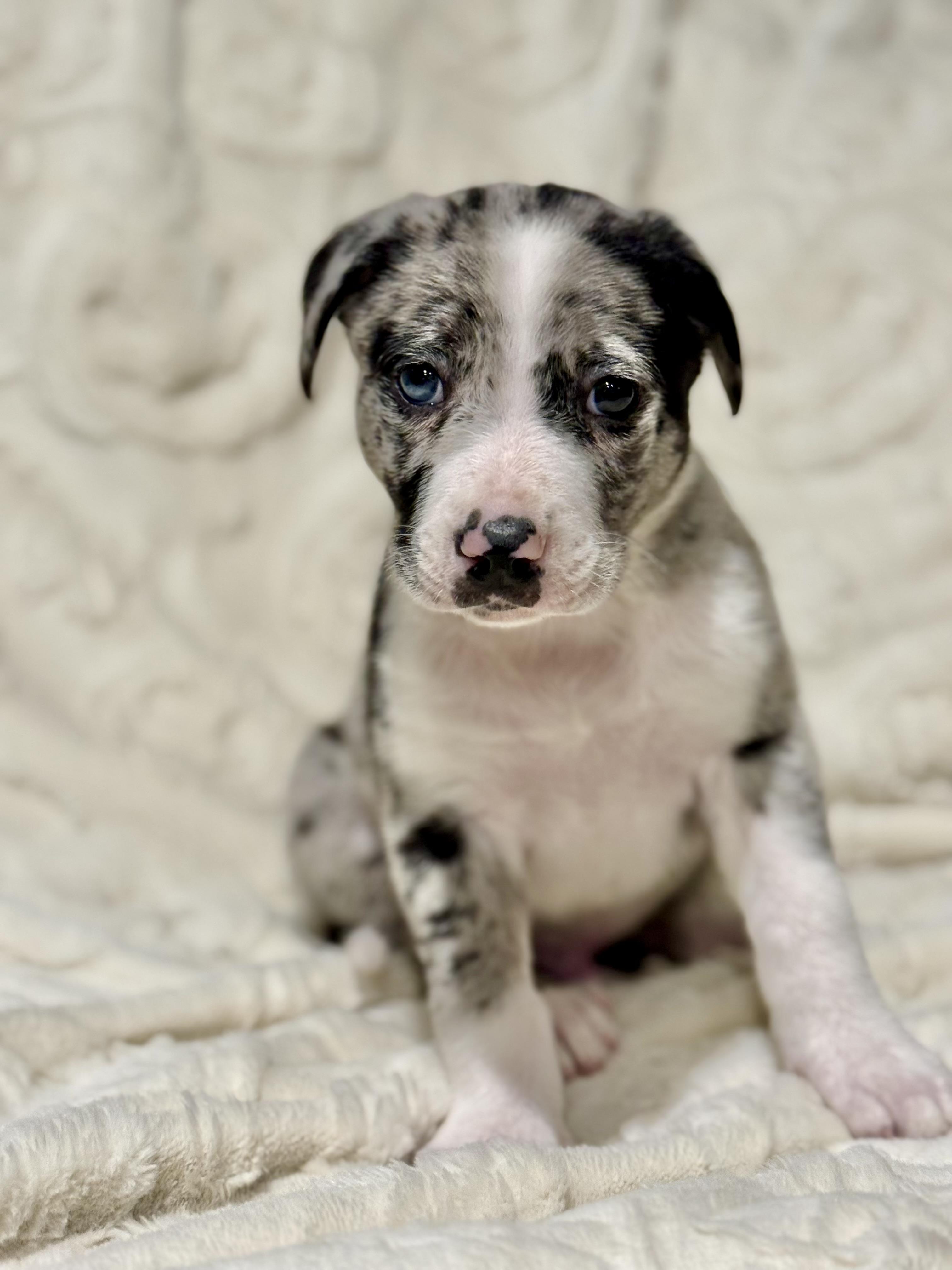 Enlarge RETRO, a ADOPTABLE mixed breed in Hales corners, WI image 3/4