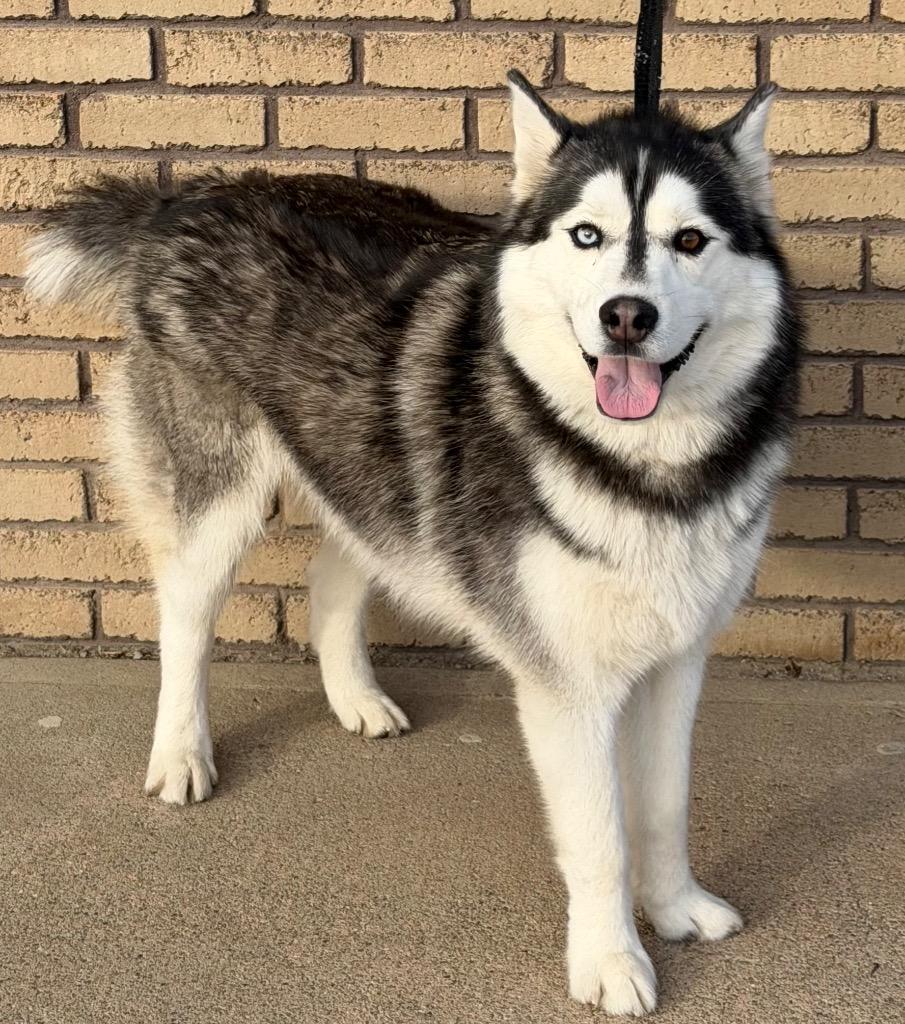 Chadwick, ADOPTABLE, Adult Male Siberian Husky.