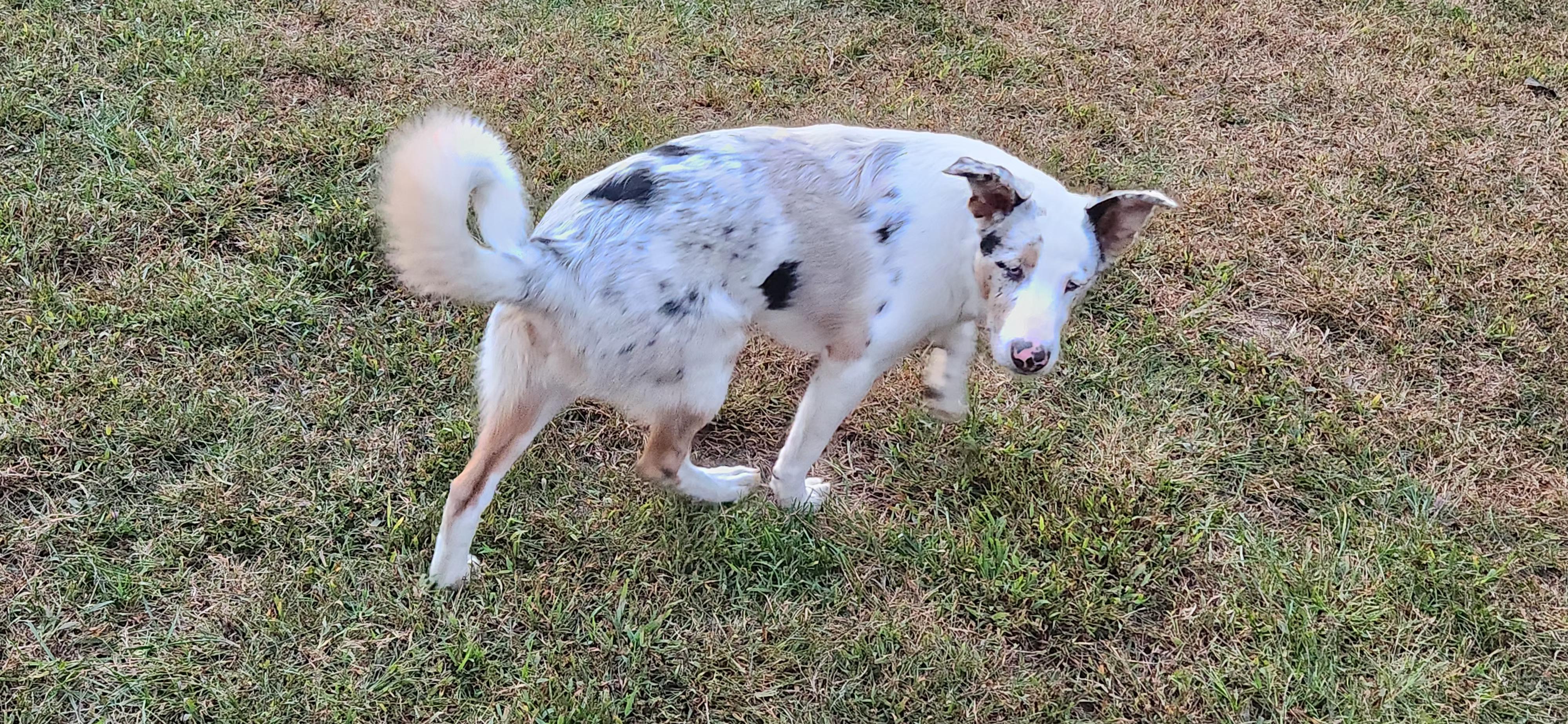 Enlarge Arjun, a Adopted mixed breed in Fryeburg, ME image 4/6