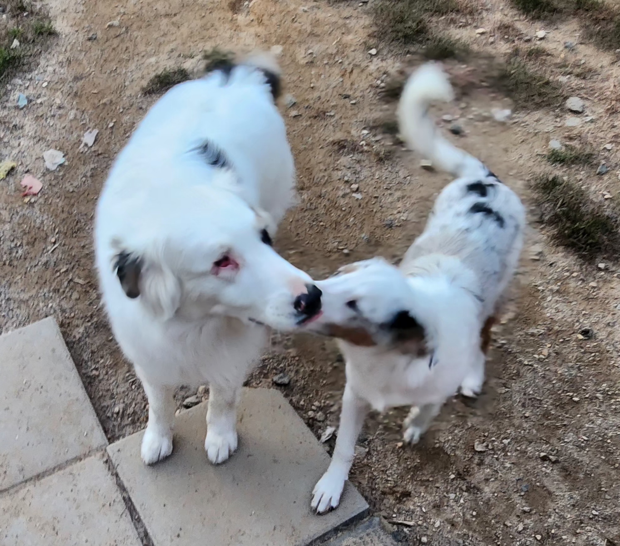Enlarge Arjun, a Adopted mixed breed in Fryeburg, ME image 6/6