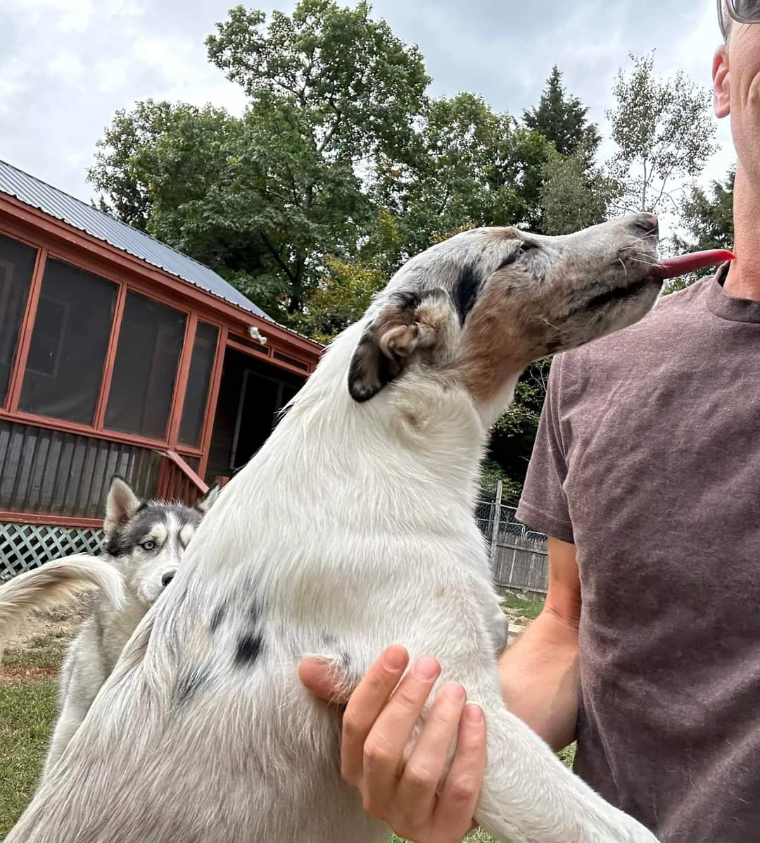 Enlarge Arjun, a Adopted mixed breed in Fryeburg, ME image 5/6