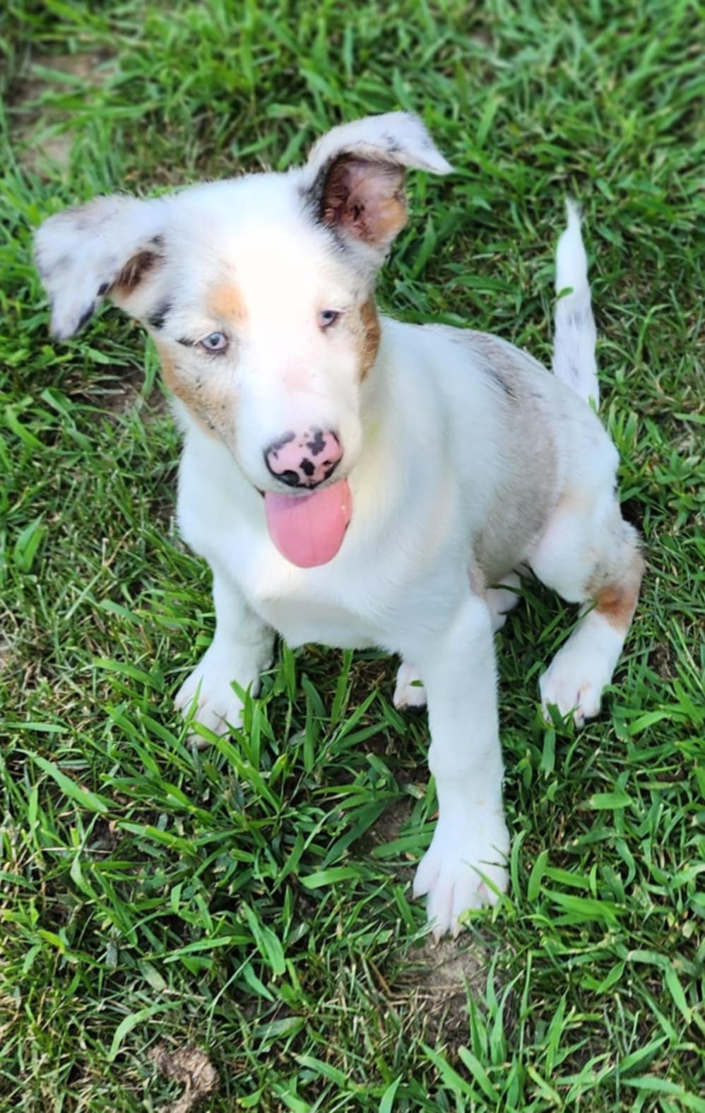 Enlarge Arjun, a Adopted mixed breed in Fryeburg, ME image 2/6