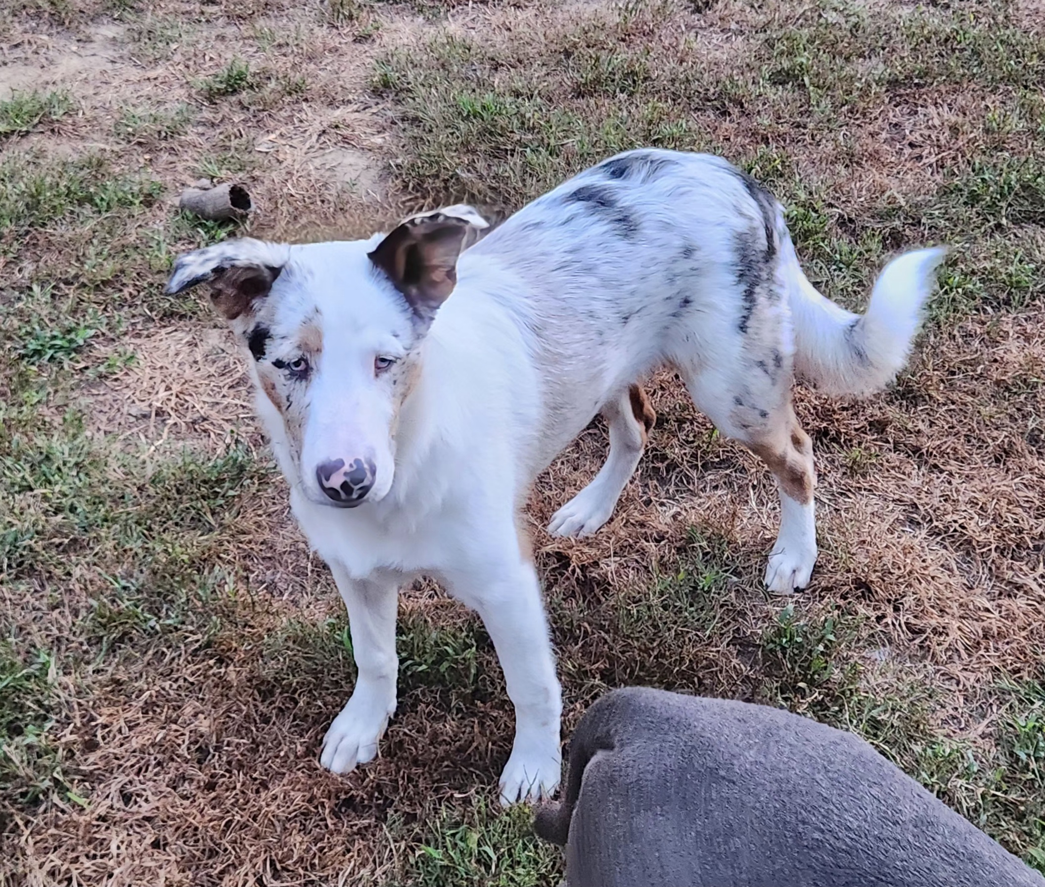 Arjun, Adopted, Puppy Male Australian Shepherd & Australian Cattle Dog / Blue Heeler.
