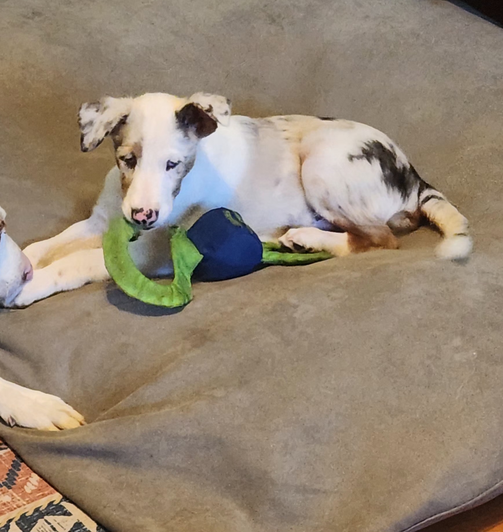 Enlarge Arjun, a Adopted mixed breed in Fryeburg, ME image 3/6