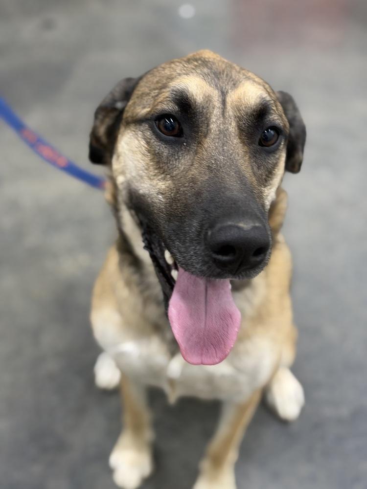 Enlarge Kara, a Adoptable mixed breed in Irwin, PA image 1/6