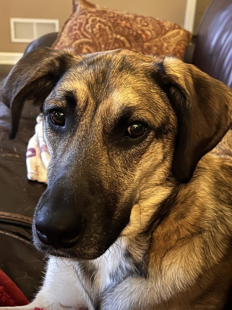 Enlarge Kara, a Adoptable mixed breed in Irwin, PA image 2/6