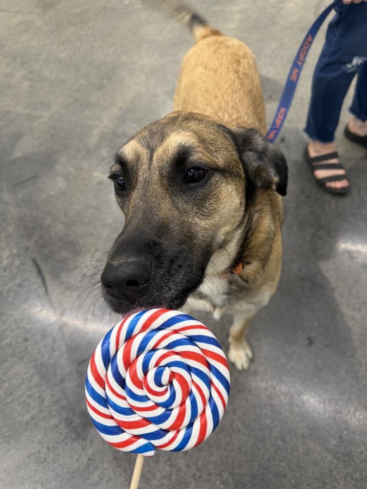 Enlarge Kara, a Adoptable mixed breed in Irwin, PA image 4/6