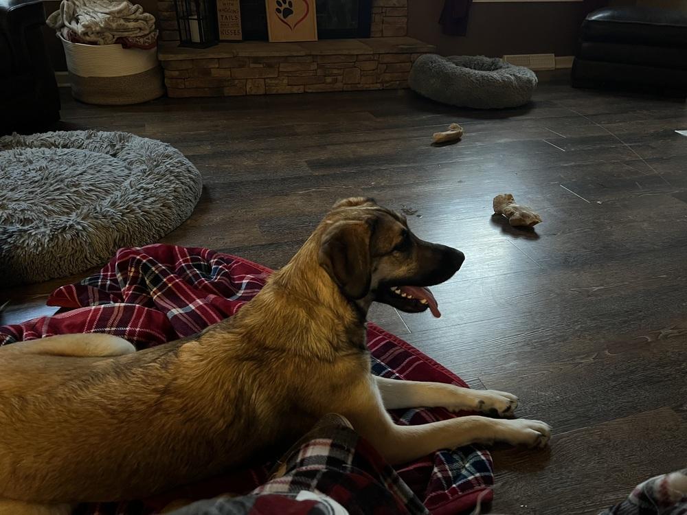 Enlarge Kara, a Adoptable mixed breed in Irwin, PA image 3/6