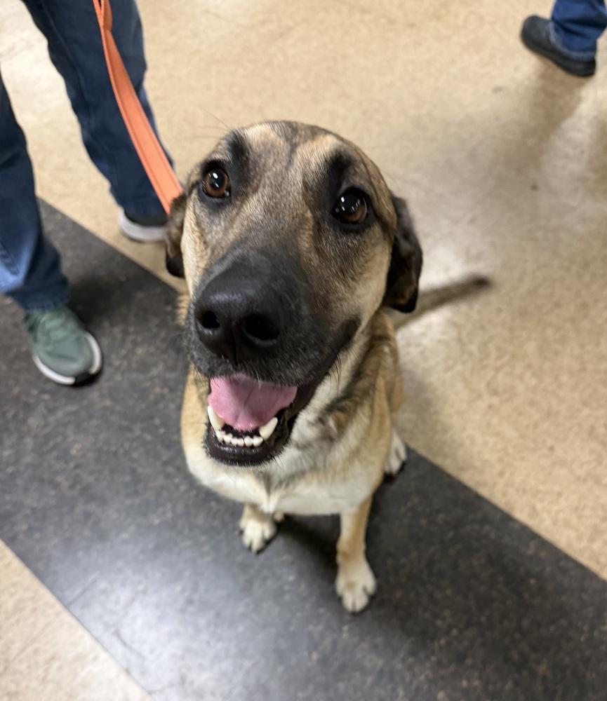 Enlarge Kara, a Adoptable mixed breed in Irwin, PA image 1/6