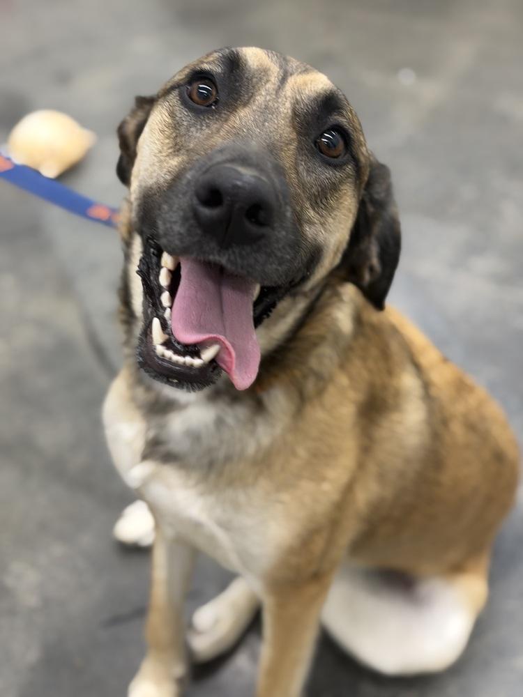 Enlarge Kara, a Adoptable mixed breed in Irwin, PA image 2/6