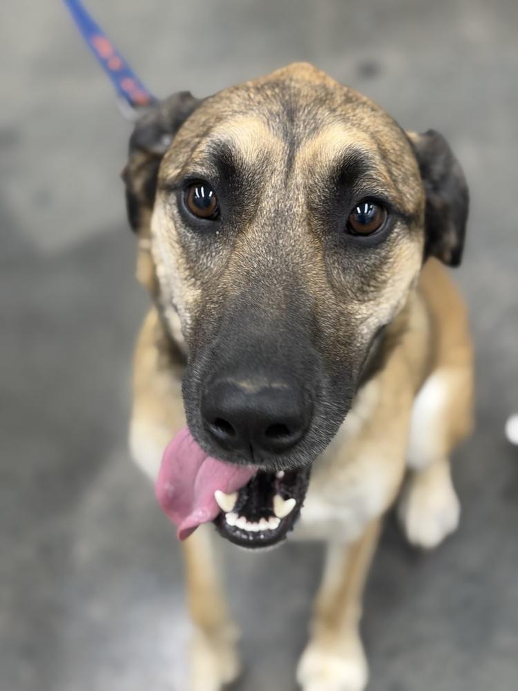 Enlarge Kara, a Adoptable mixed breed in Irwin, PA image 3/6