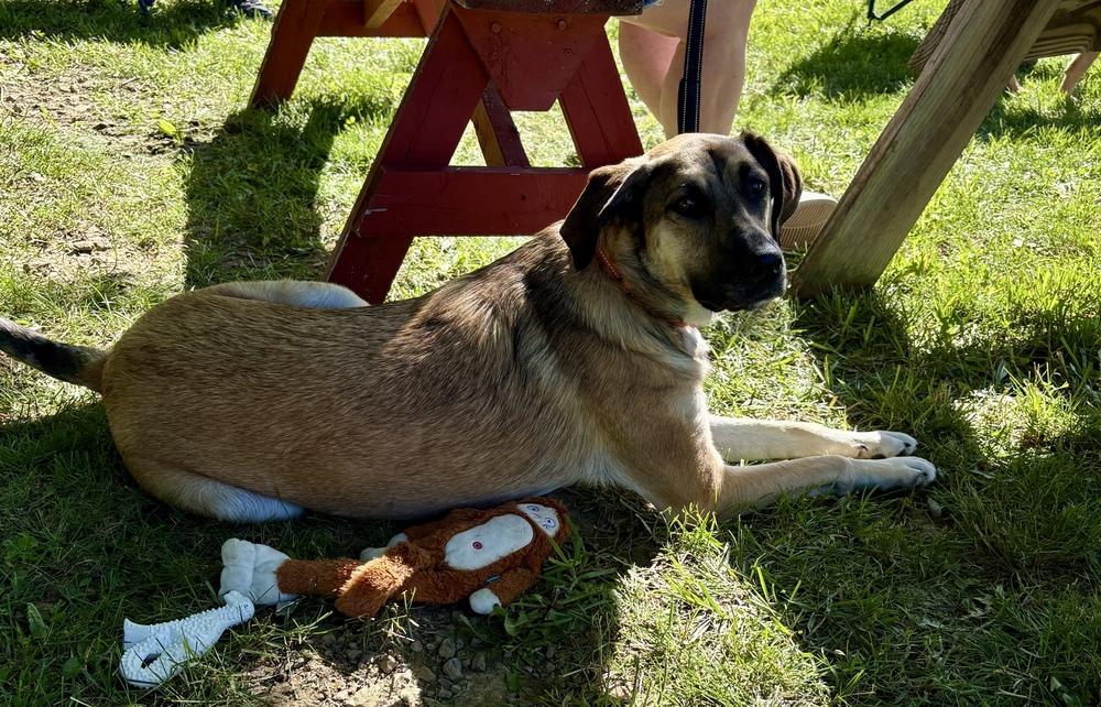 Kara, Adoptable, Young Female Shepherd & Hound.