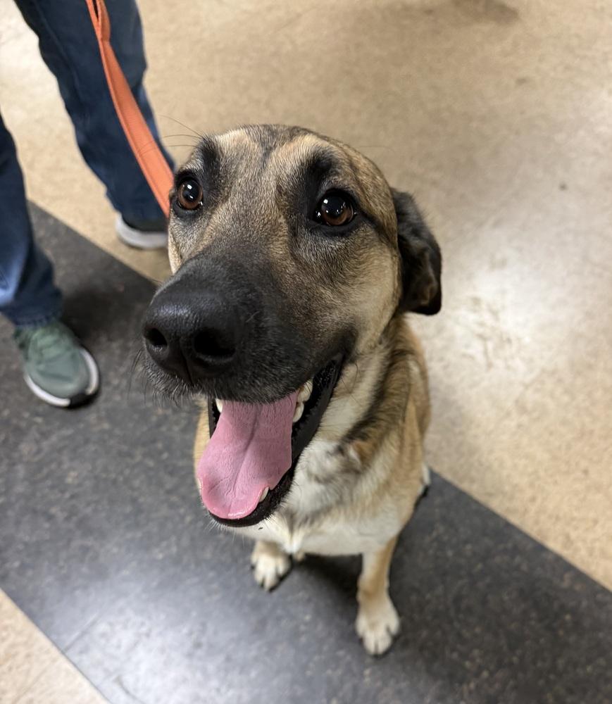 Enlarge Kara, a Adoptable mixed breed in Irwin, PA image 4/6