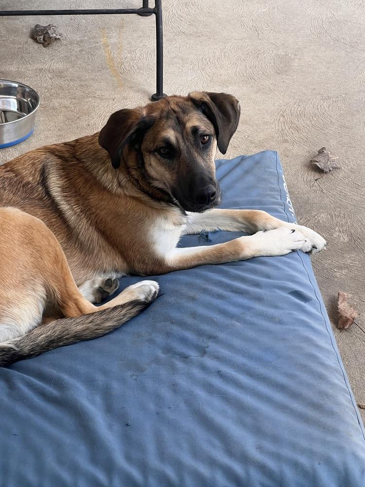 Enlarge Kara, a Adoptable mixed breed in Irwin, PA image 5/6