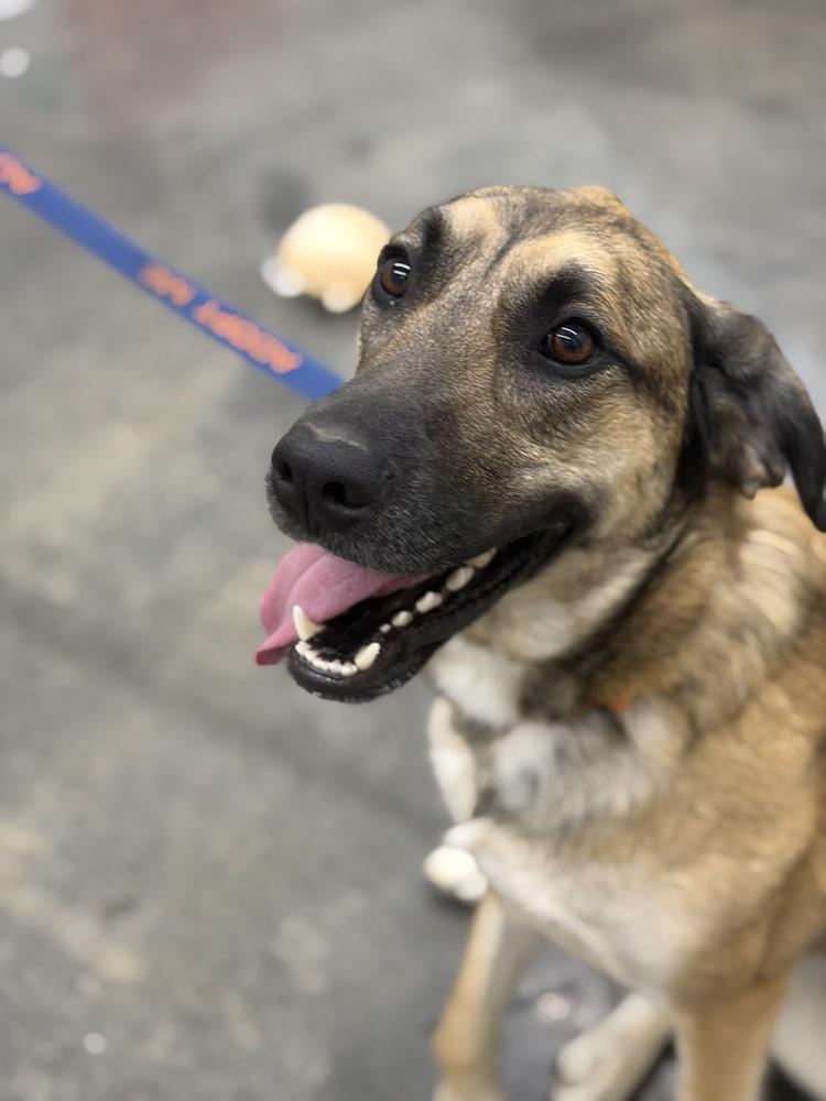 Enlarge Kara, a Adoptable mixed breed in Irwin, PA image 5/6