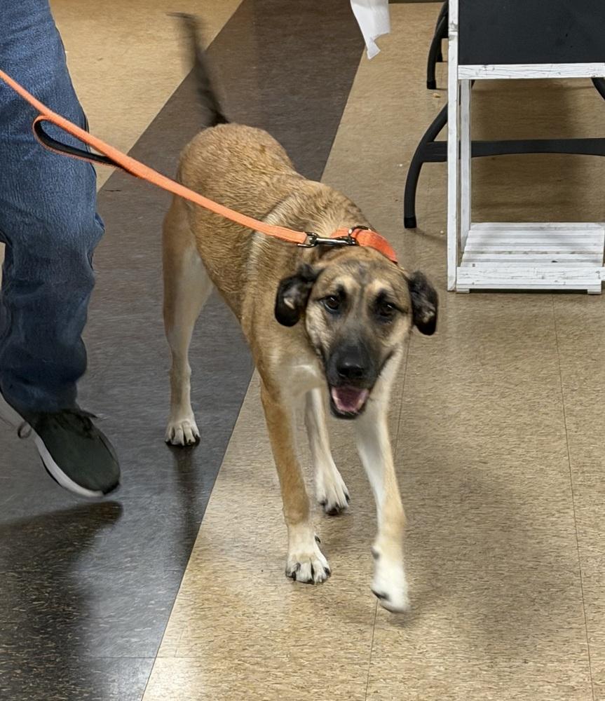 Enlarge Kara, a Adoptable mixed breed in Irwin, PA image 6/6