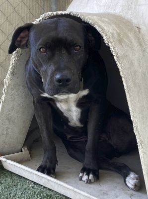 Aurora, a Adoptable mixed breed in Santa Paula, CA image 5/6