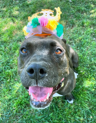 Aurora, a Adoptable mixed breed in Santa Paula, CA image 3/6