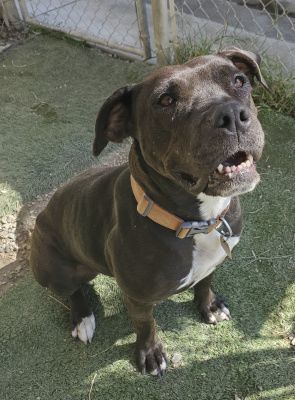 Aurora, a Adoptable mixed breed in Santa Paula, CA image 4/6