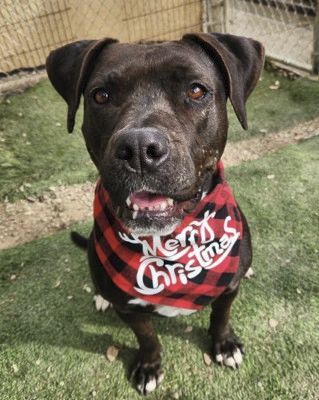 Aurora, a Adoptable mixed breed in Santa Paula, CA image 6/6