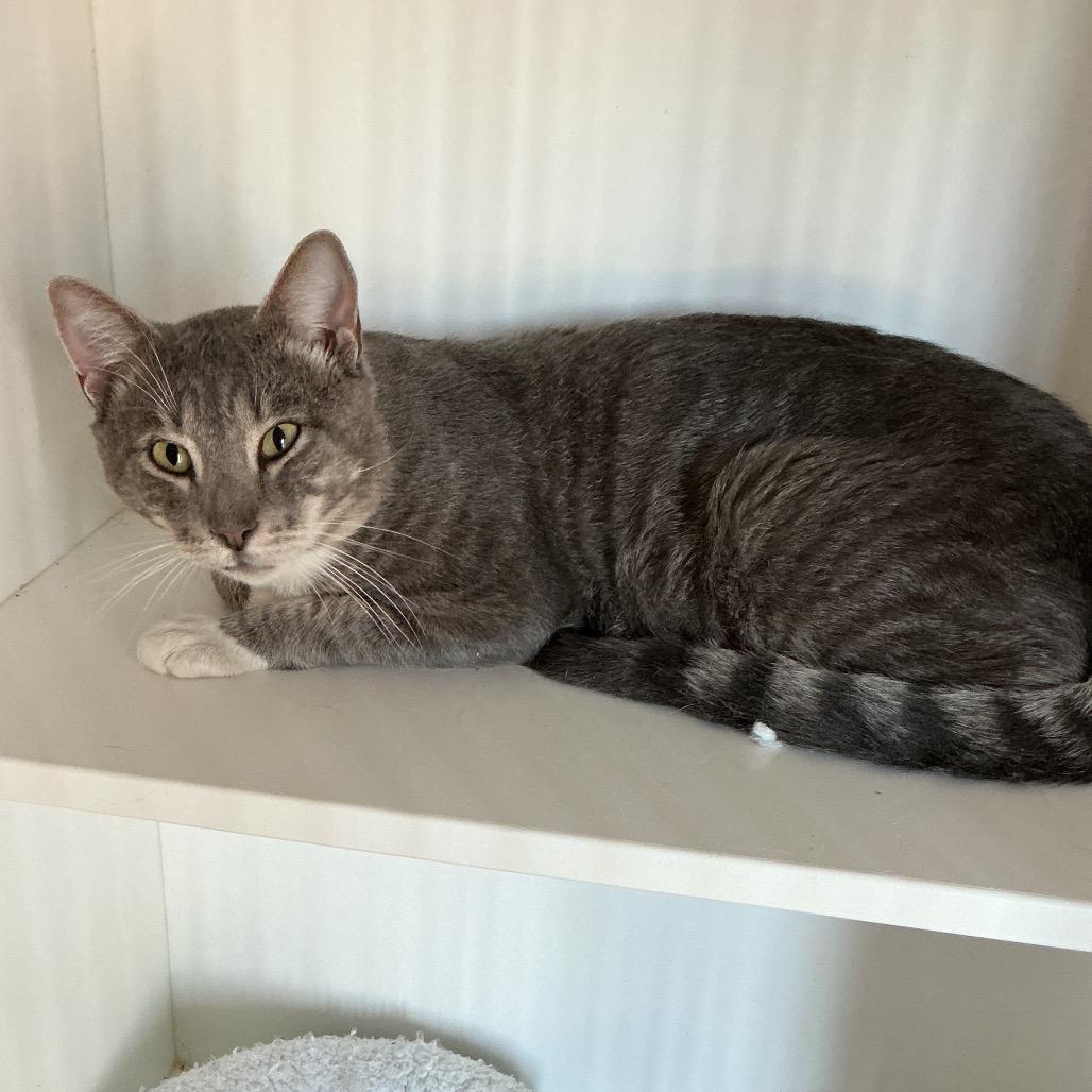 Cantaloupe, Adoptable, Adult Male Domestic Short Hair.