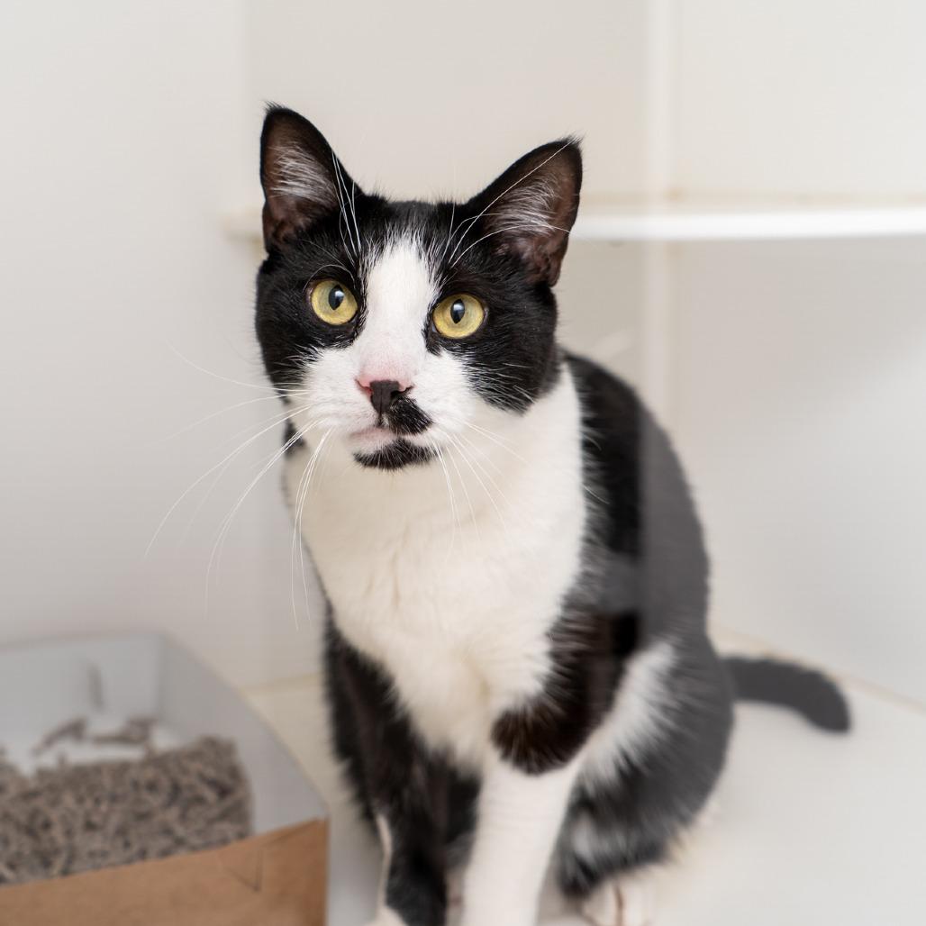 Enlarge Bam Bam, a Adoptable Domestic Short Hair in New York, NY image 1/1