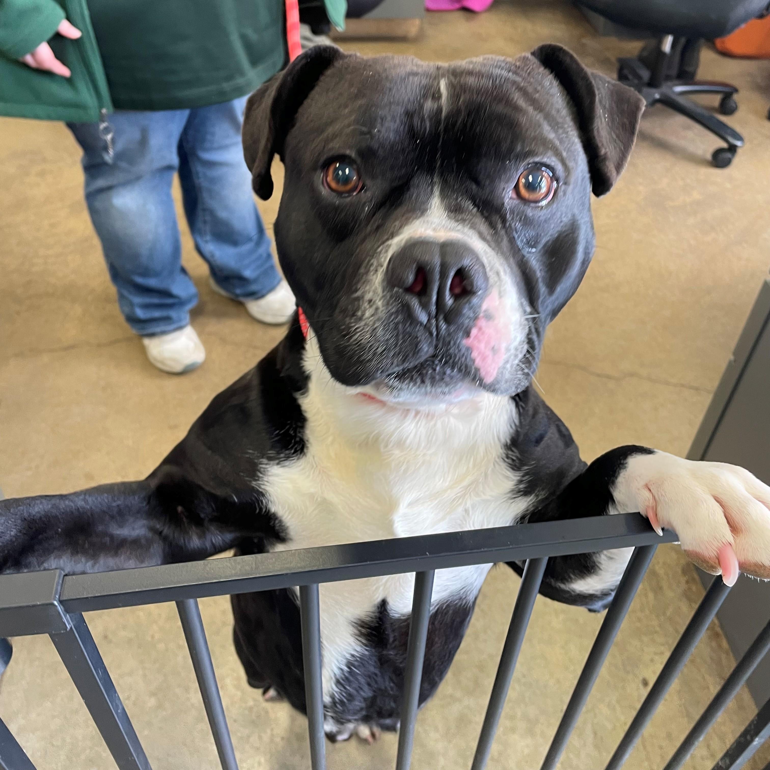 Enlarge Tucker, a ADOPTABLE mixed breed in Columbus, IN image 1/2