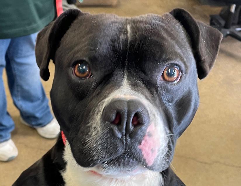 Enlarge Tucker, a ADOPTABLE mixed breed in Columbus, IN image 2/2