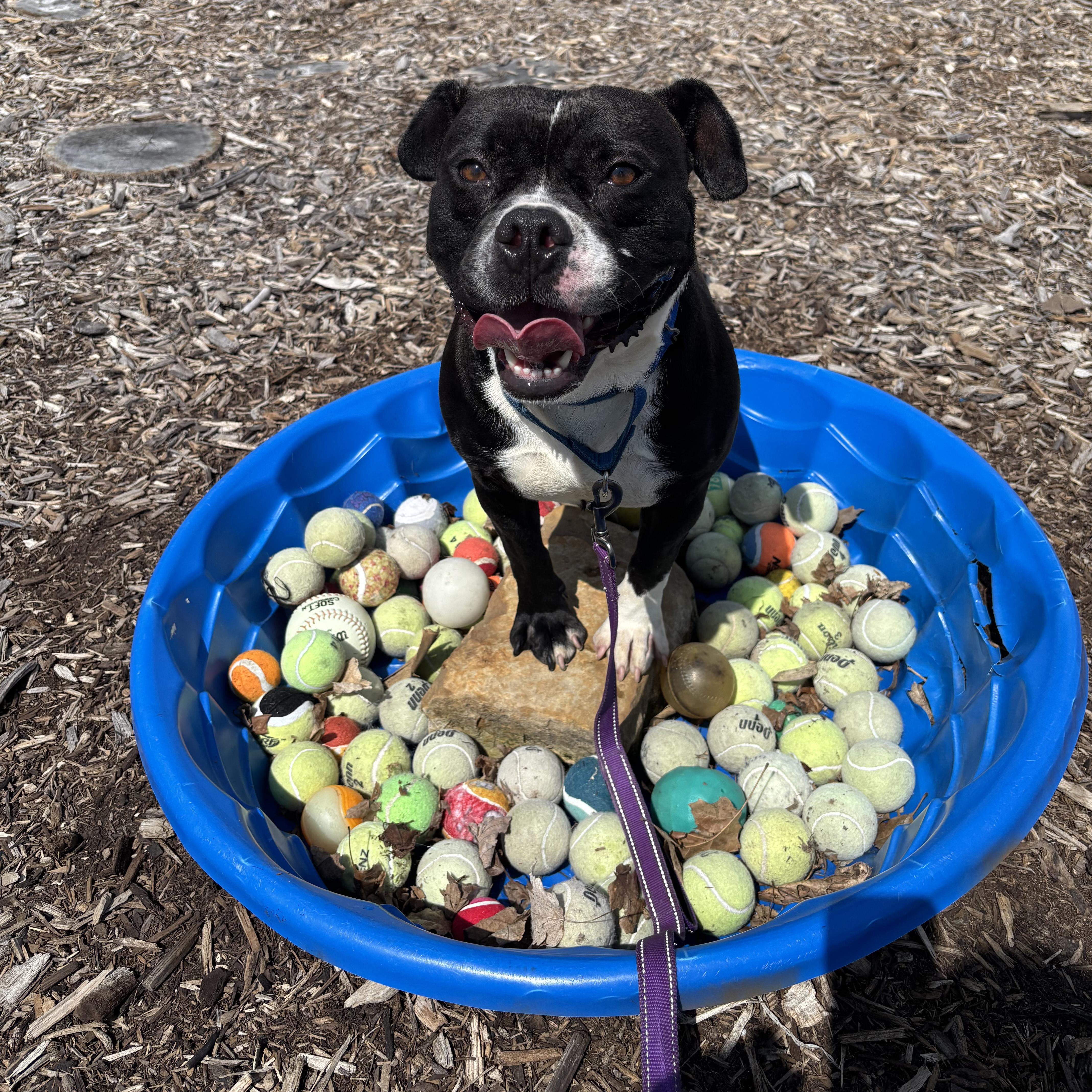 Tucker, ADOPTABLE, Adult Male American Bulldog & Boston Terrier.