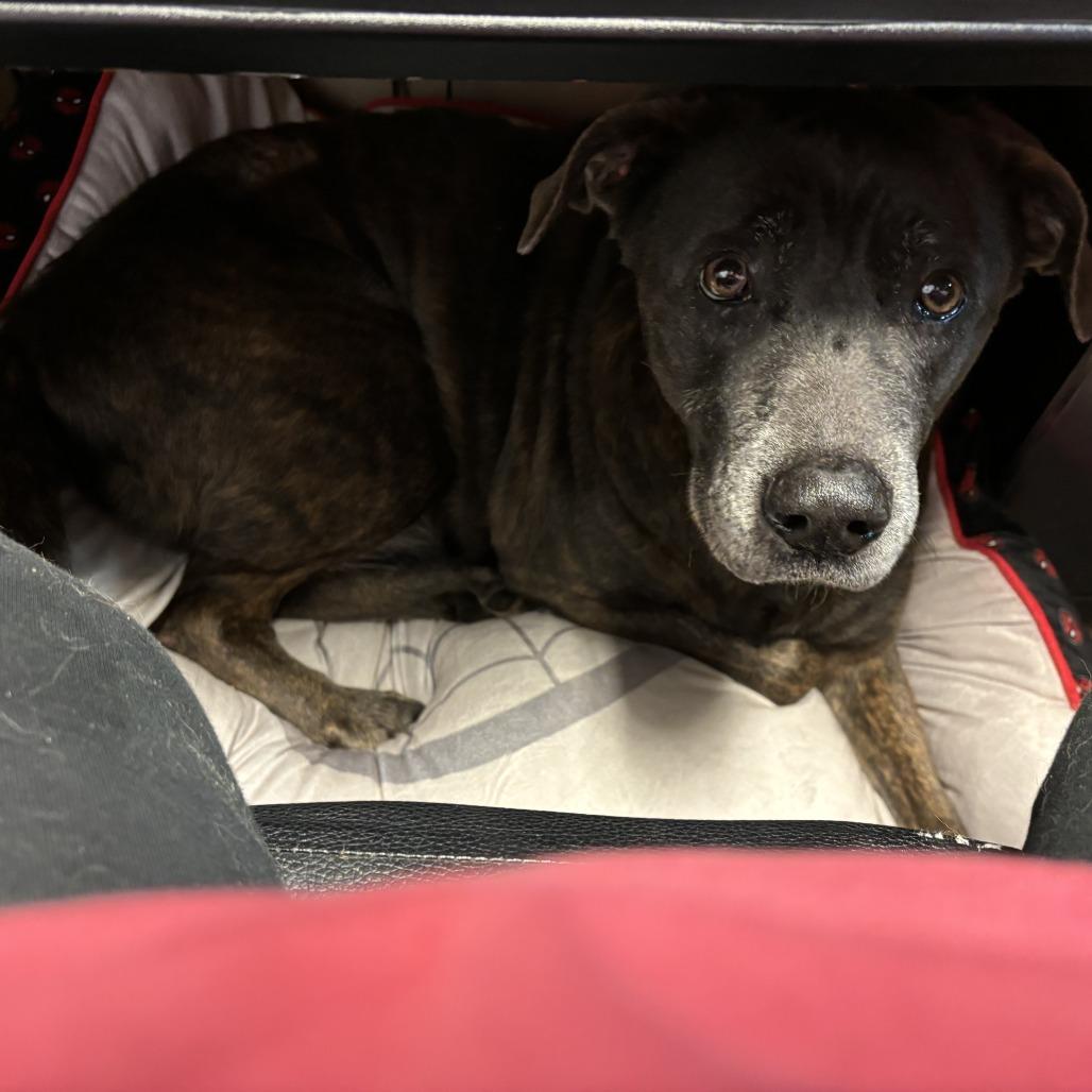 Clark, Adoptable, Senior Female Labrador Retriever & Mixed Breed.