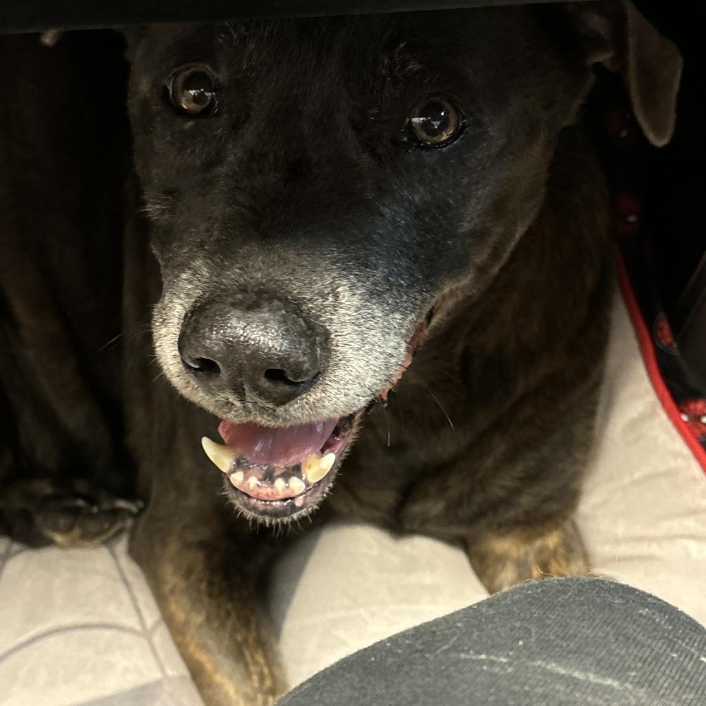 Enlarge Clark, a Adoptable mixed breed in Laurel, MS image 2/3