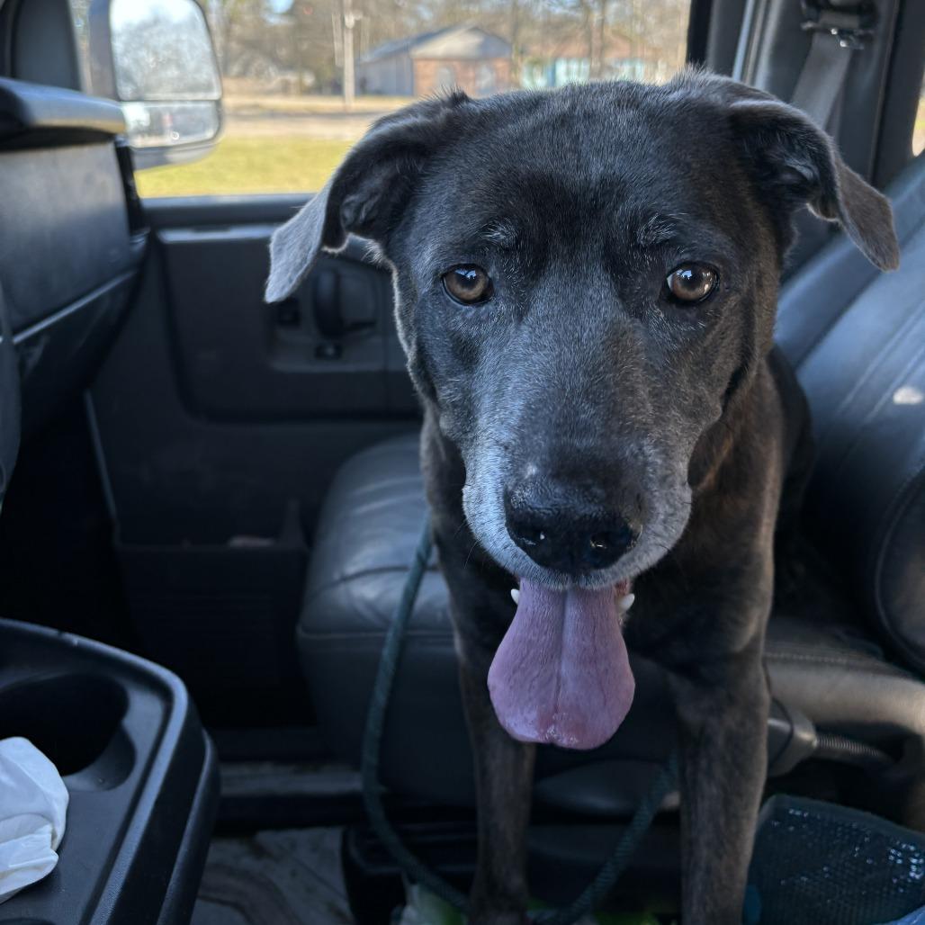 Enlarge Clark, a Adoptable mixed breed in Laurel, MS image 3/3