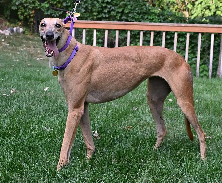 Jingle, Adoptable, Adult Female Greyhound.