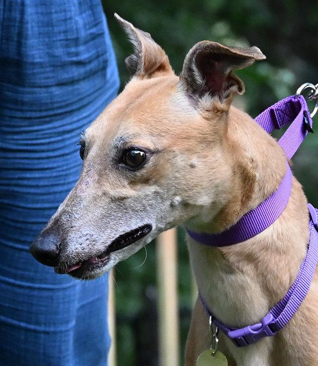 Enlarge Jingle, a Adoptable Greyhound in Minneapolis, MN image 2/3