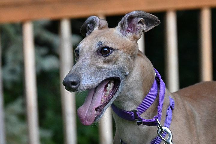 Enlarge Jingle, a Adoptable Greyhound in Minneapolis, MN image 3/3