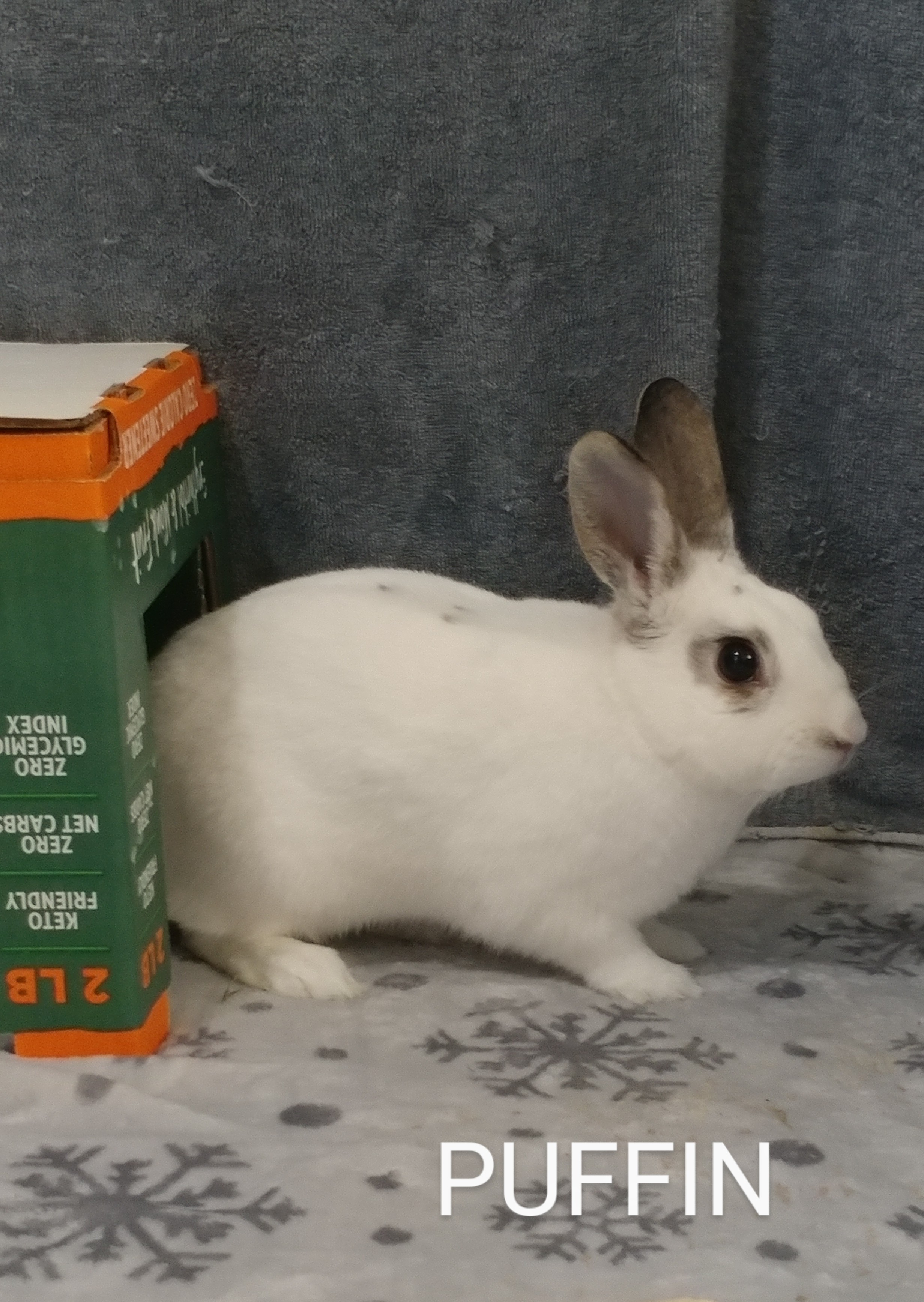 Enlarge Puffin & Puffle, a Adoptable Bunny Rabbit in Lake Elsinore, CA image 2/6