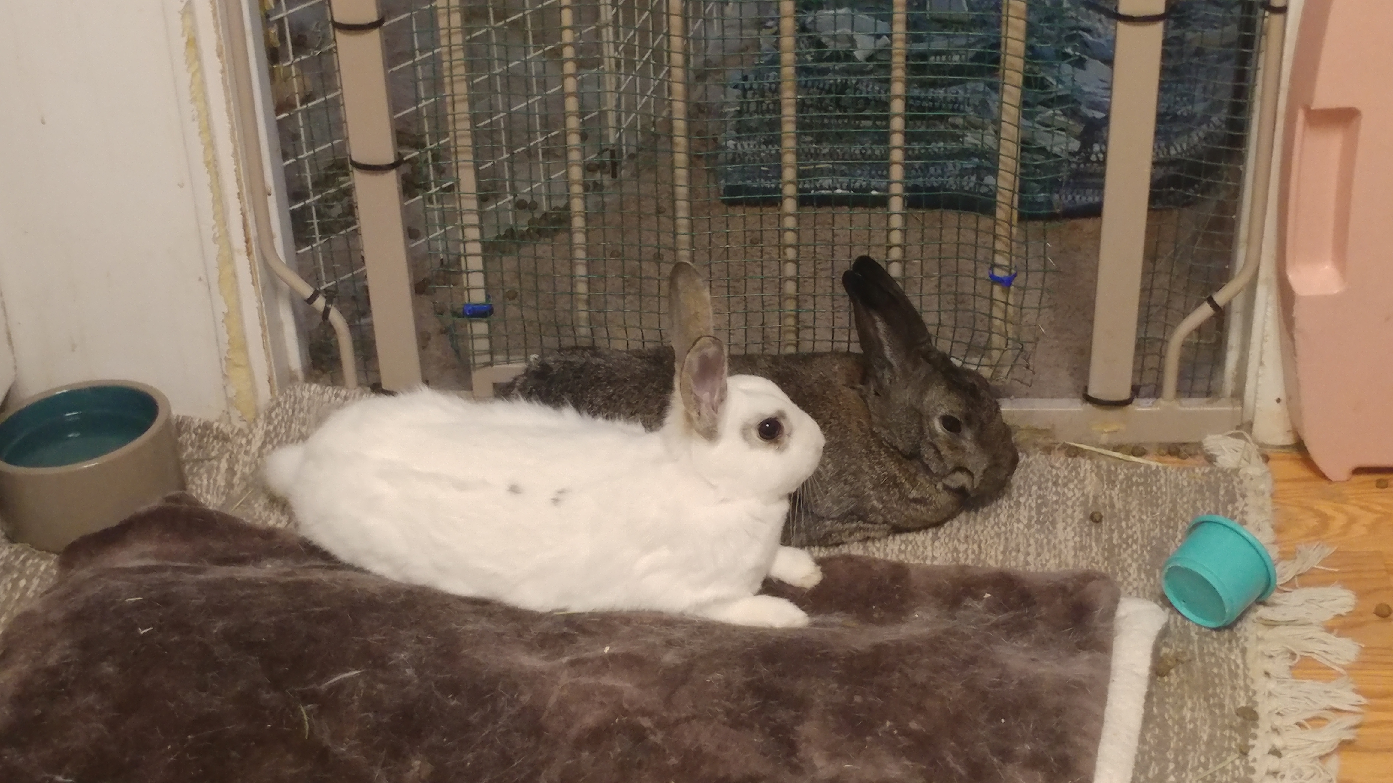 Enlarge Puffin & Puffle, a Adoptable Bunny Rabbit in Lake Elsinore, CA image 4/6