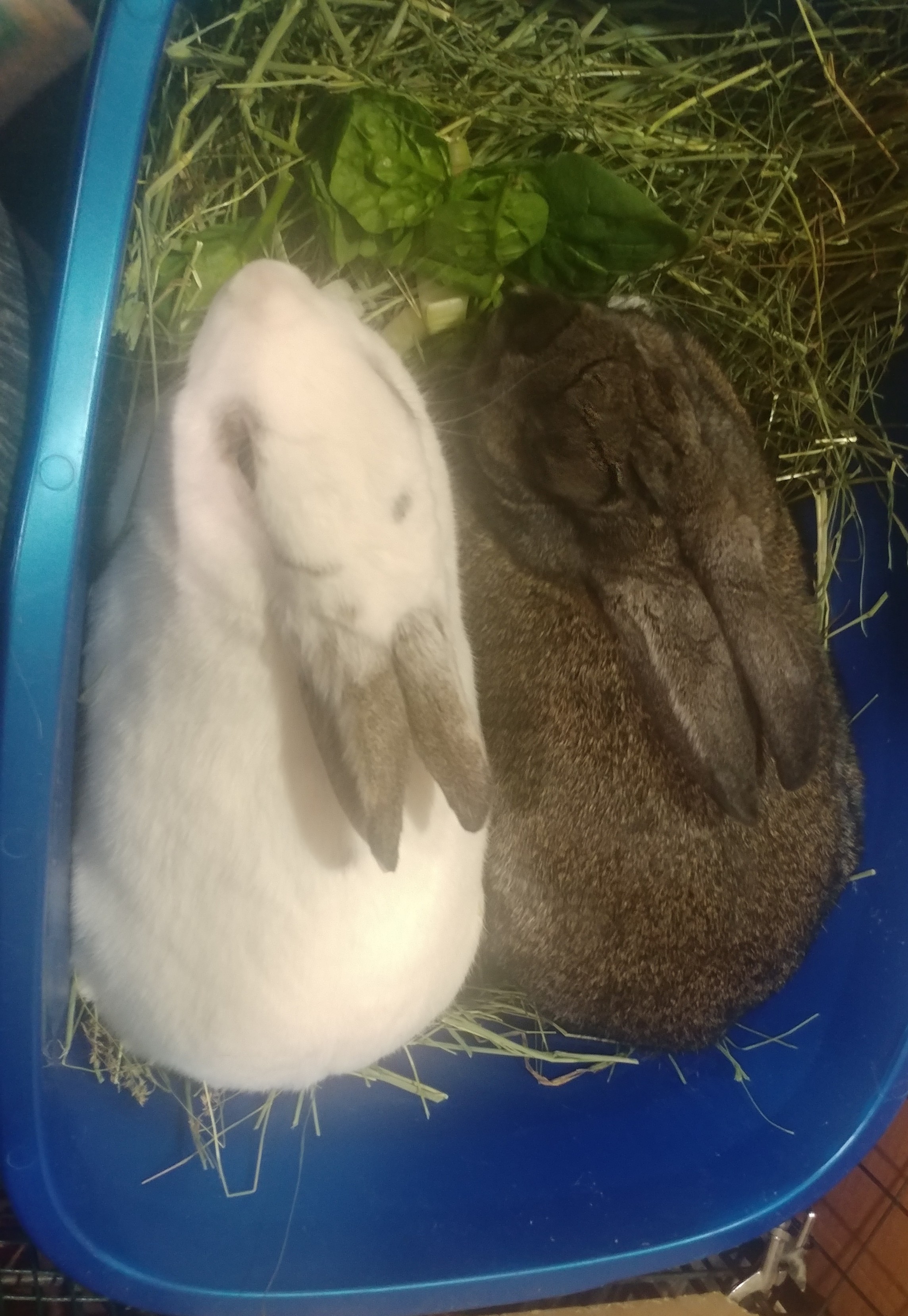 Enlarge Puffin & Puffle, a Adoptable Bunny Rabbit in Lake Elsinore, CA image 5/6