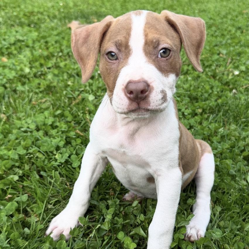Enlarge Anora, an adopted mixed breed in Garden City, MI image 1/1