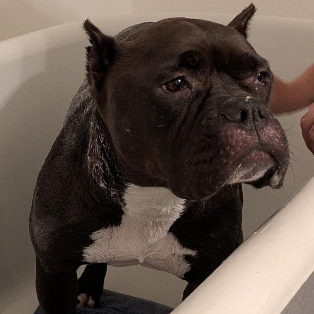 Julie, a ADOPTABLE mixed breed in Williston, VT image 4/6