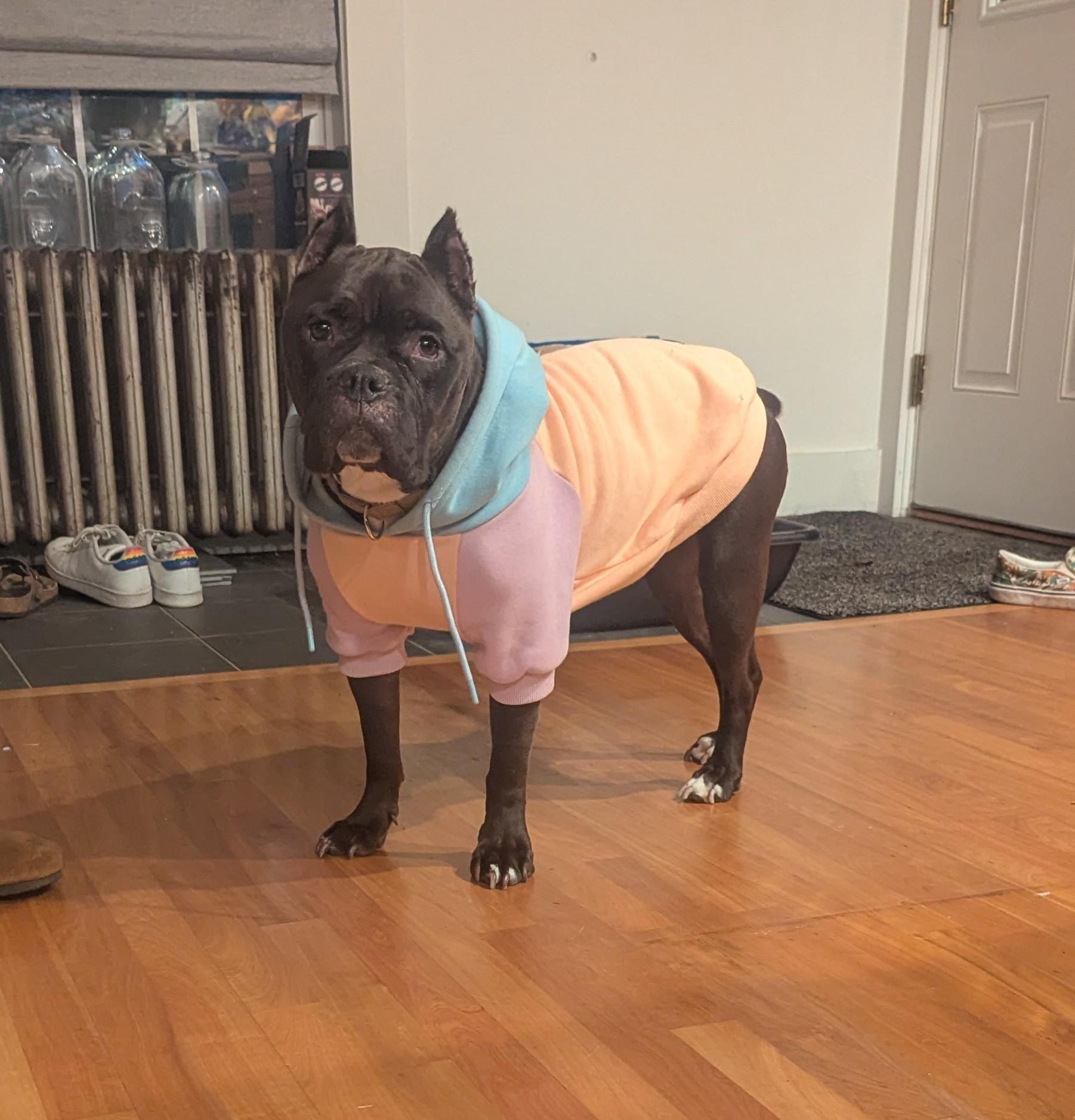 Julie, a ADOPTABLE mixed breed in Williston, VT image 5/6