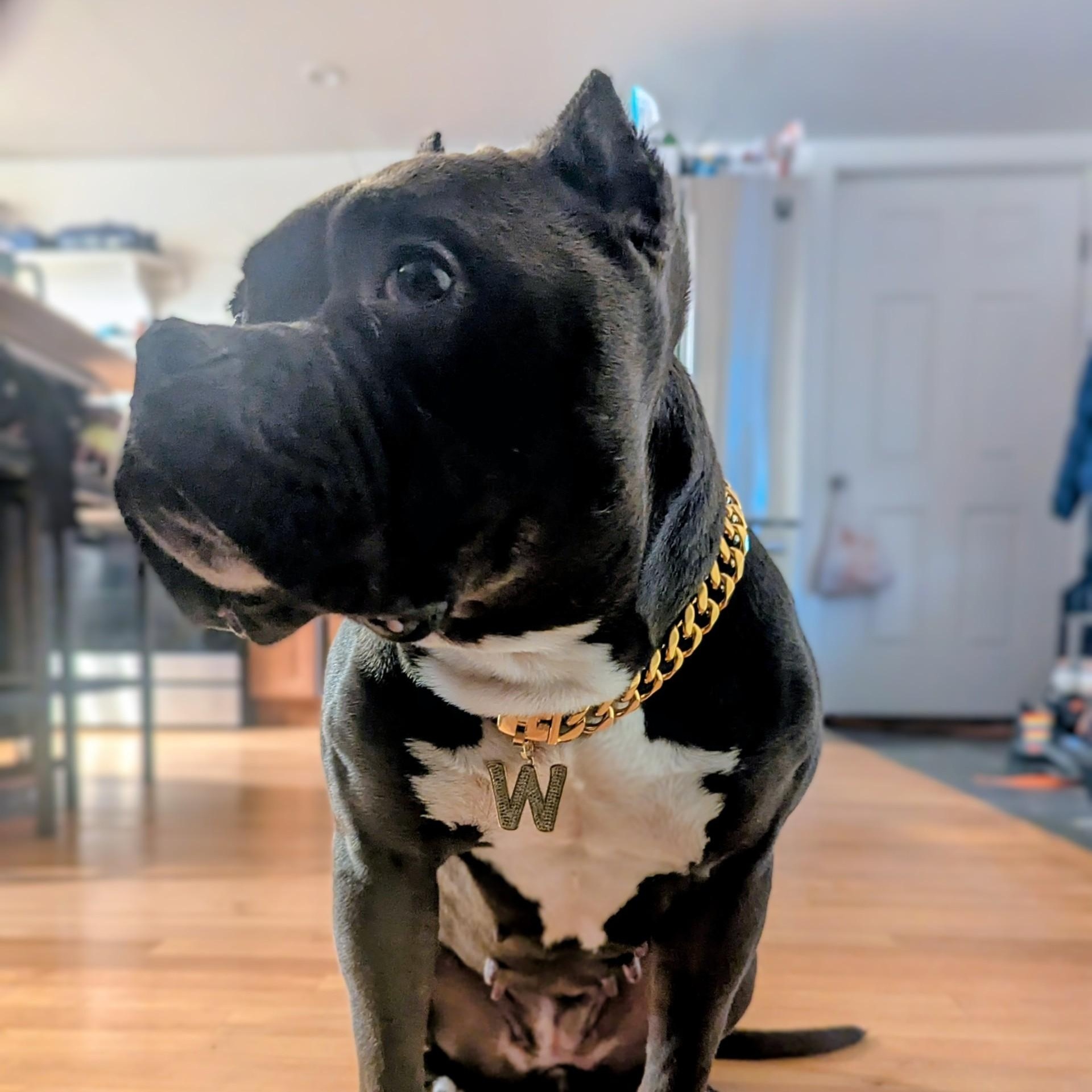 Julie, a ADOPTABLE mixed breed in Williston, VT image 6/6