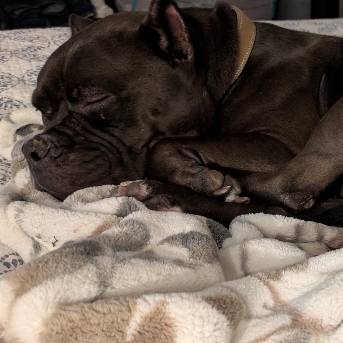 Julie, a ADOPTABLE mixed breed in Williston, VT image 3/6