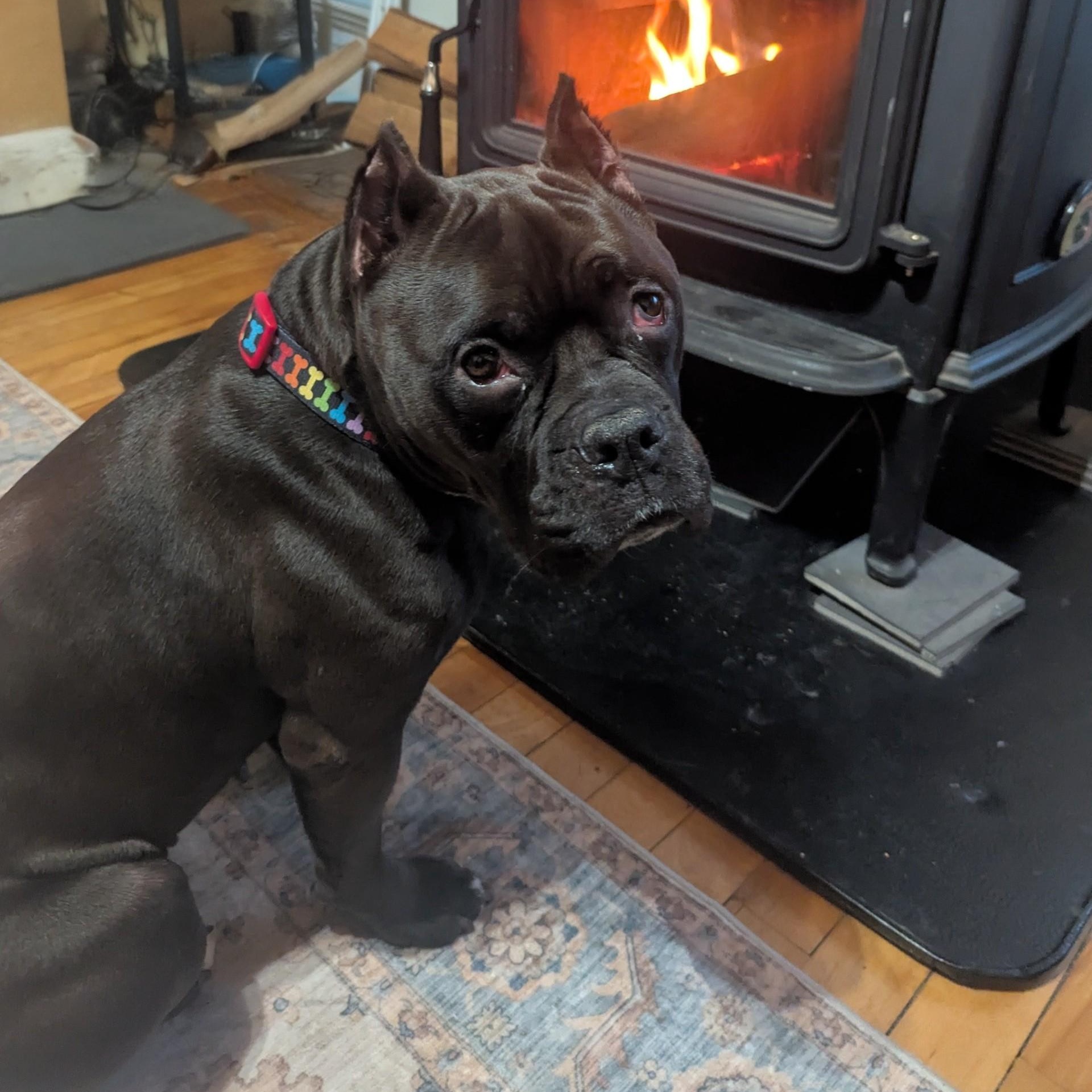 Julie, a ADOPTABLE mixed breed in Williston, VT image 1/6