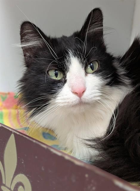 Enlarge FLO, a Adoptable Domestic Long Hair in Canfield, OH image 1/1