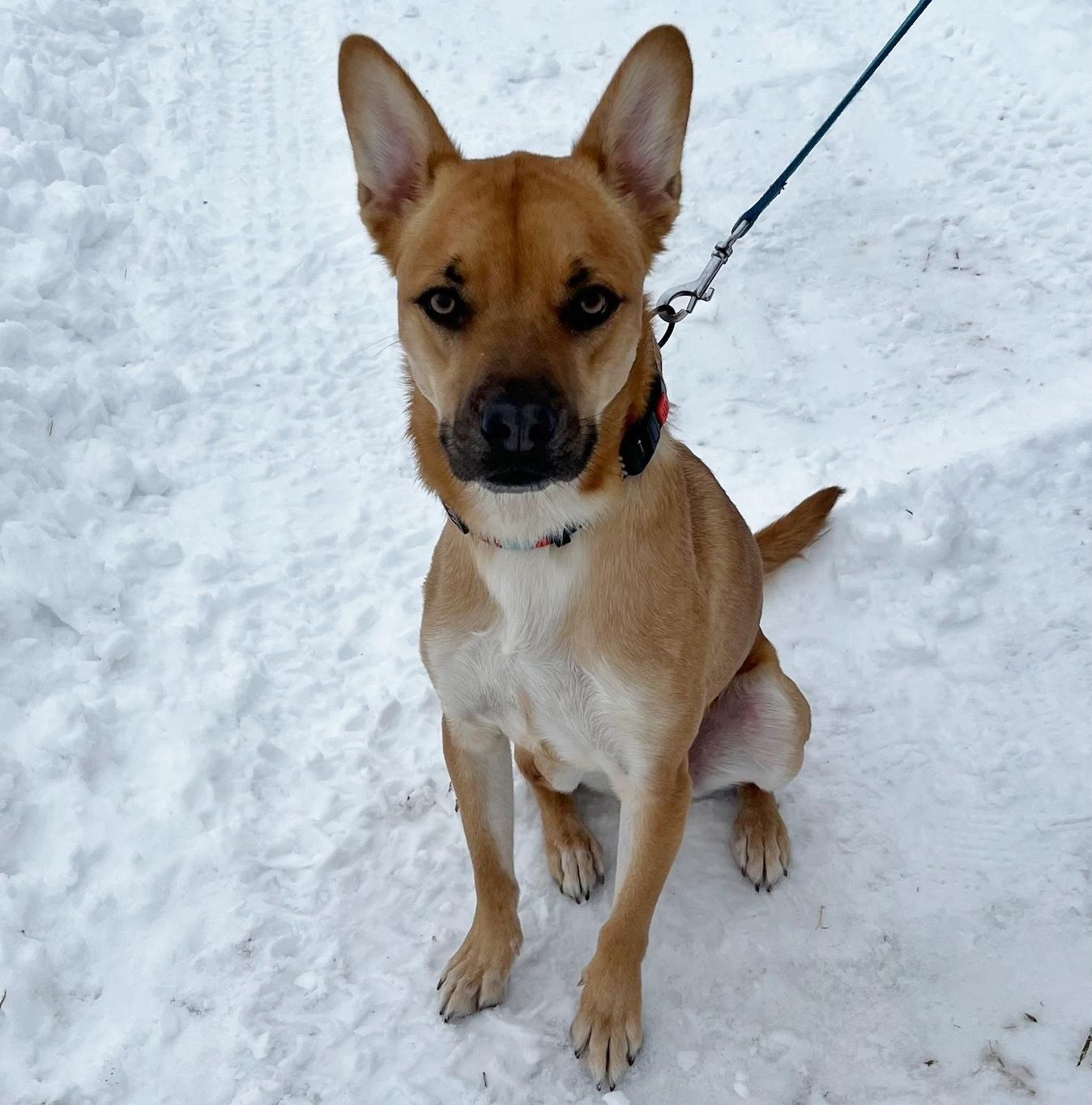 Enlarge Nugget, a ADOPTABLE mixed breed in Traverse City, MI image 1/1