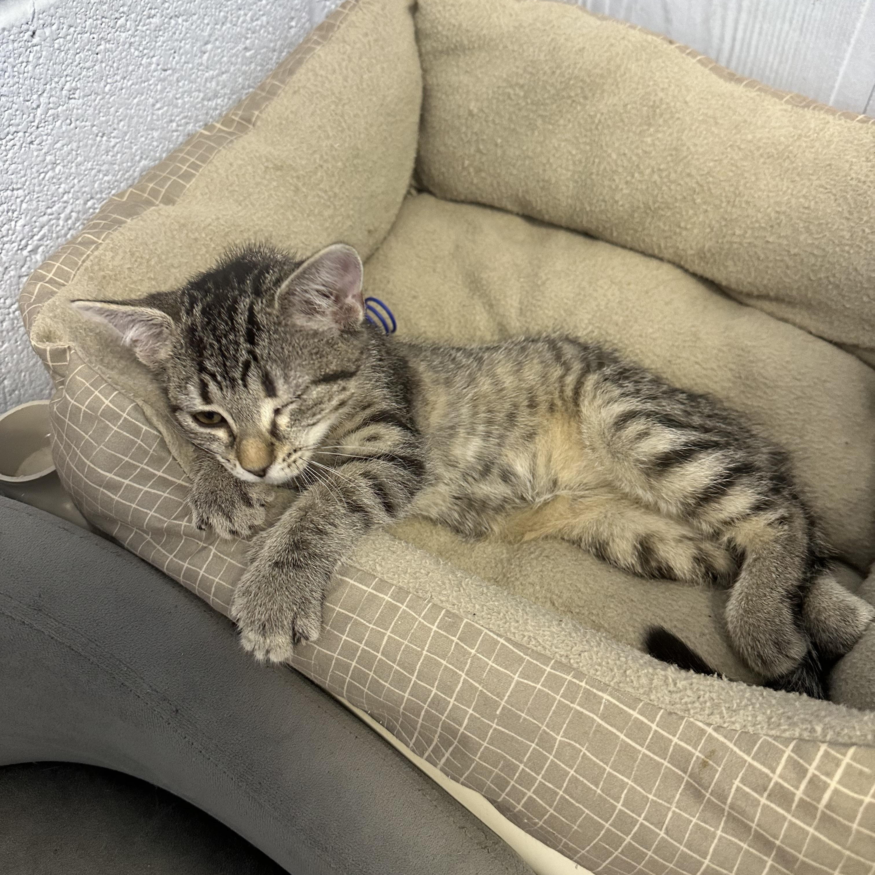 Enlarge Daisy, a Adoptable Domestic Short Hair in Prince Frederick, MD image 2/2