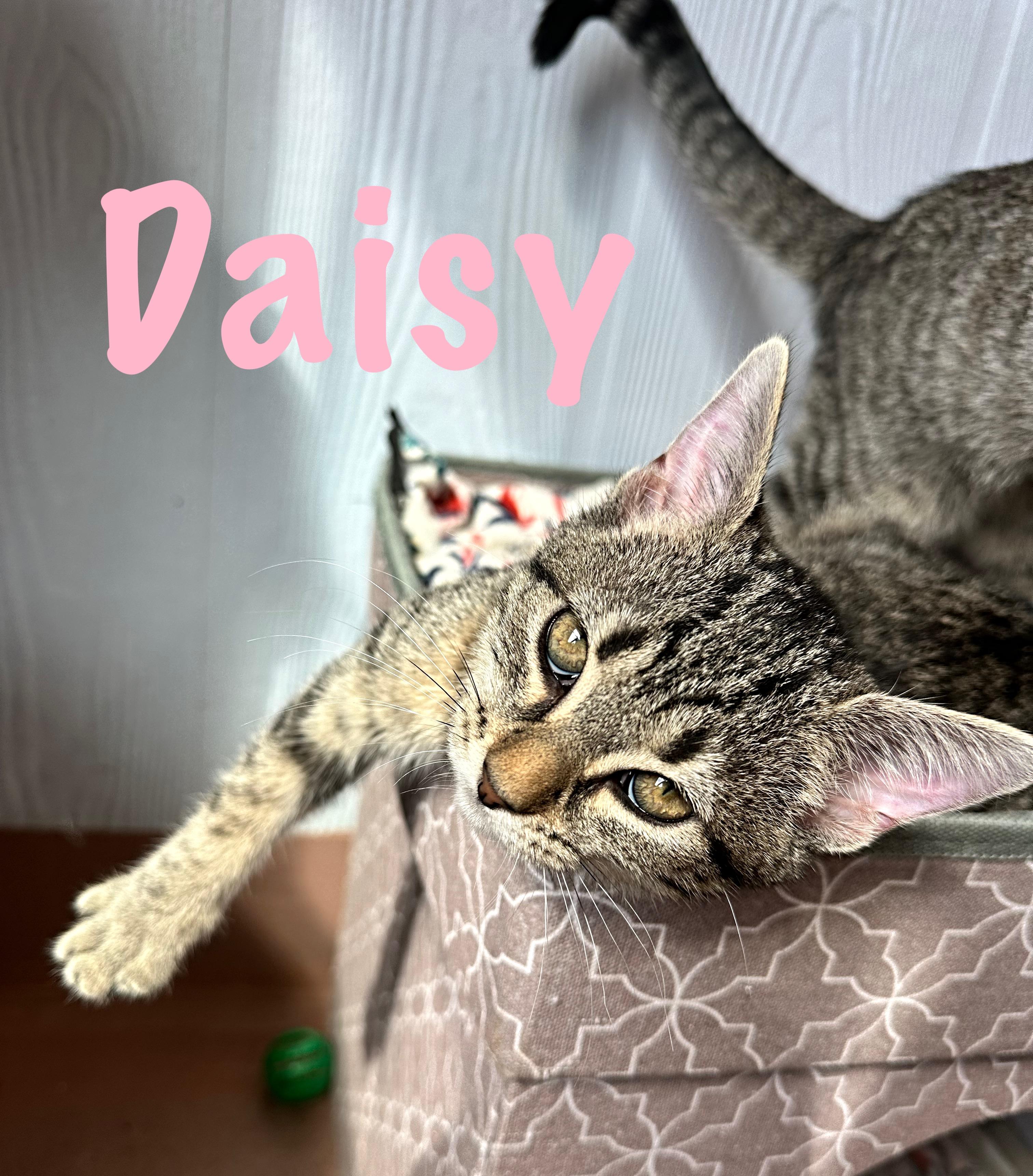 Enlarge Daisy, a Adoptable Domestic Short Hair in Prince Frederick, MD image 1/2