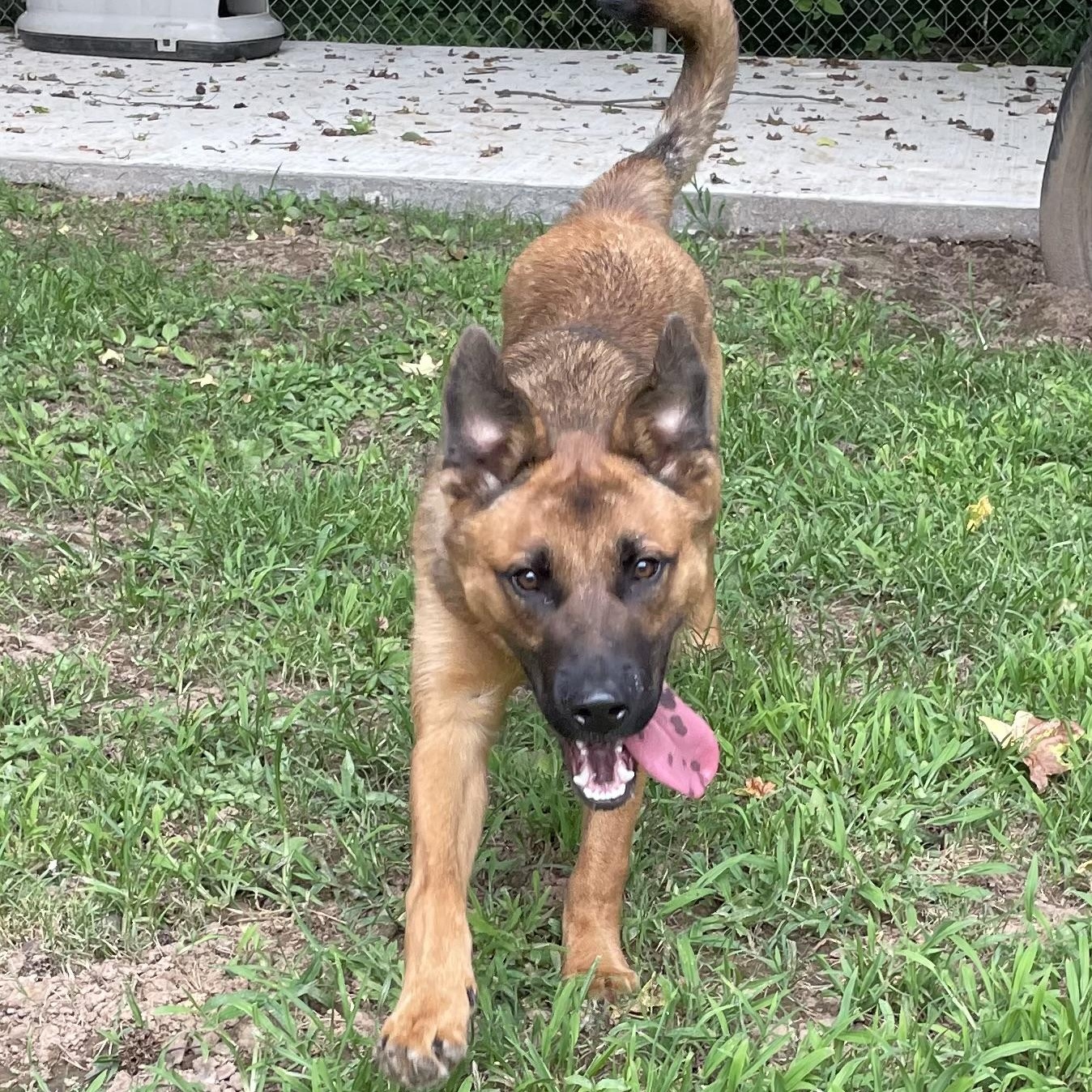 Cheescake, adopted, Young Male Shepherd.