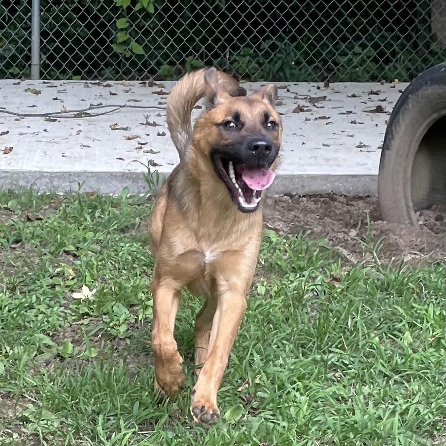 Cheescake, an adopted mixed breed in Heber Springs, AR image 4/4